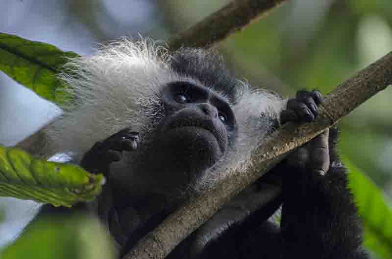 45 - Mono Colobo de Angola - parque nacional de Nyungwe - Ruanda